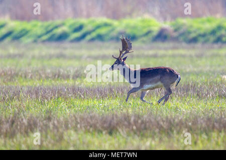 Le daim (Dama dama) s'exécutant sur une prairie inondée dans la réserve naturelle du Moenchbruch près de Francfort, Allemagne. Banque D'Images