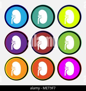 L'icône du rein signe. 9 boutons ronds multicolores. Vector illustration Illustration de Vecteur