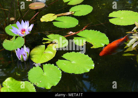 Fleur de lotus pourpre dans un étang de koi dans une véranda serre. Banque D'Images
