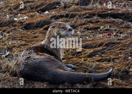 La loutre de rivière (Lontra canadensis) assis dans le varech sur un nchaque à Nanaimo sur l'île de Vancouver sur la côte ouest canadienne. Banque D'Images