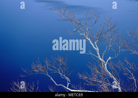 Le bouleau blanc et le lac Banque D'Images