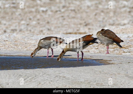 Oies (Alopochen aegyptiaca égyptien) dans l'eau à trou d'eau potable, et de lissage, Etosha National Park, Namibie, Afrique Banque D'Images