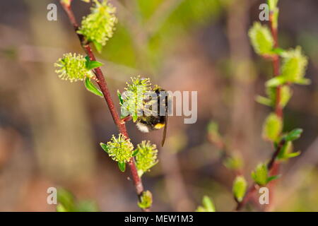 Close up de chatons des saules la floraison sur une journée de printemps ensoleillée. Banque D'Images