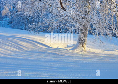 Le délicat des brindilles d'un bouleau (Betula sp.) sont couvertes de neige lors d'une froide journée d'hiver ensoleillée. Banque D'Images