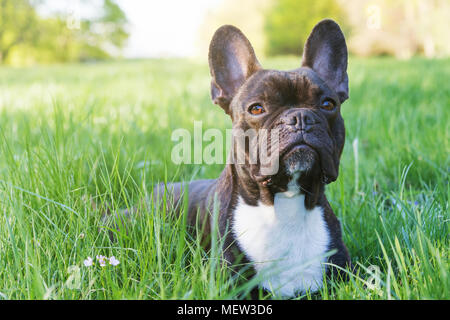 Vue de face de la tête de la bouledogue français allongé dans l'herbe dans le parc Banque D'Images