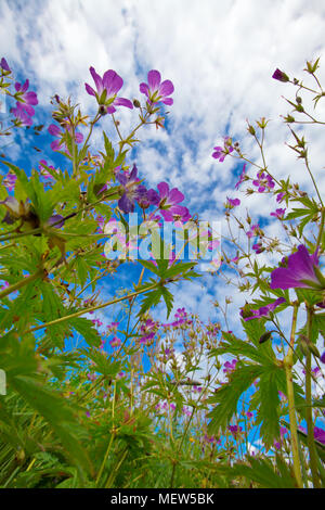 Géranium sanguin du bois dans un pré en fleurs est vu d'en bas contre le ciel bleu. Banque D'Images