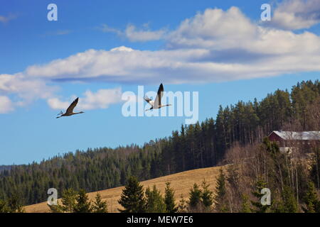 Grues cendrées (Grus grus) montent en flèche dans le ciel sur une journée ensoleillée au printemps. Banque D'Images