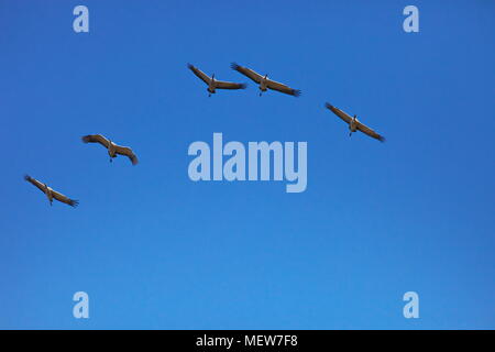 Grues cendrées (Grus grus) montent en flèche dans le ciel sur une journée ensoleillée au printemps. Banque D'Images