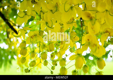 Multiplier ou Ratchaphruek en Thaïlande fleurs fleurissent habituellement au cours de l'été, les Thaïlandais appelé Dok Koon. Banque D'Images