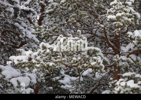 Vêtu de neige des branches de pins forment un motif complexe. Banque D'Images