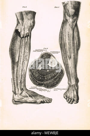 La jambe, 19ème siècle illustration Banque D'Images