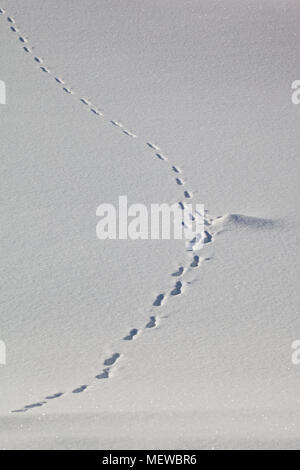 Les pistes sont à la tête de renard sur un lac couvert de neige sur un jour d'hiver ensoleillé Banque D'Images