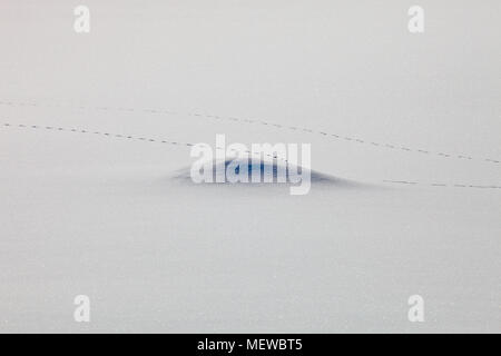 Les pistes sont à la tête de renard sur un lac couvert de neige sur un jour d'hiver ensoleillé Banque D'Images