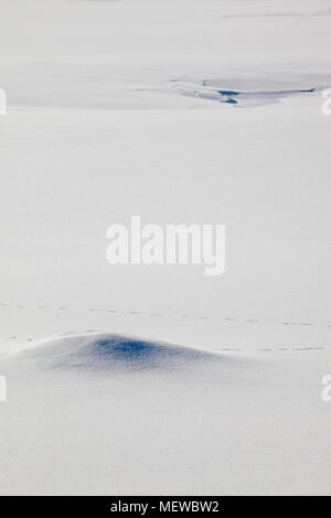 Les pistes sont à la tête de renard sur un lac couvert de neige sur un jour d'hiver ensoleillé Banque D'Images