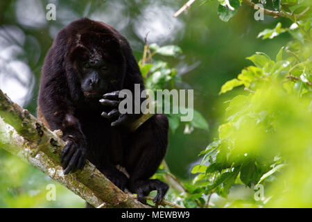 Un singe manahurlé d'or (Alouatta palliata palliata) se répand les doigts Banque D'Images