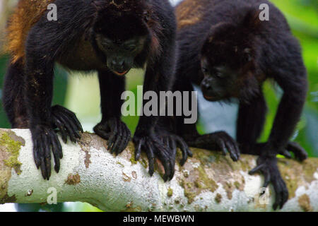 Deux singes mangés d'or (Alouatta palliata palliata) regardent vers le bas. Banque D'Images