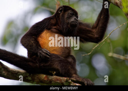 Une femelle de singe Howler d'Or (Alouatta palliata palliata) aux cheveux dorés Banque D'Images