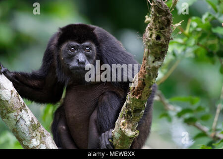 Une femelle de singe Howler d'Or manbré (Alouatta palliata palliata) recherche des ennemis. Banque D'Images