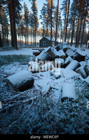 Un tas de bois de chauffage est en attente d'être divisé en face d'une maison en bois dans une forêt enneigée. Banque D'Images