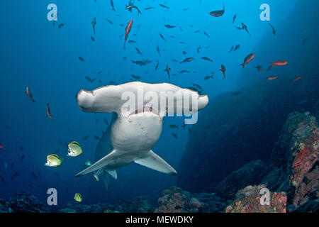 Bogenstirn-Hammerhai (Sphyrna lewini), l'île Cocos, Costa Rica | Requin marteau halicorne (Sphyrna lewini), l'île Cocos, Costa Rica Banque D'Images