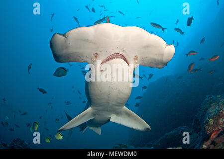 Bogenstirn-Hammerhai (Sphyrna lewini), l'île Cocos, Costa Rica | Requin marteau halicorne (Sphyrna lewini), l'île Cocos, Costa Rica Banque D'Images