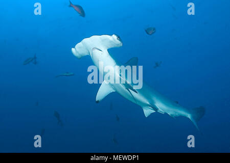 Bogenstirn-Hammerhai (Sphyrna lewini), l'île Cocos, Costa Rica | Requin marteau halicorne (Sphyrna lewini), l'île Cocos, Costa Rica Banque D'Images