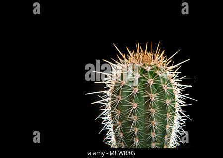 Cactus vert sur fond noir Banque D'Images