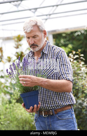 Homme mûr Choisir des plants au Garden Centre Banque D'Images