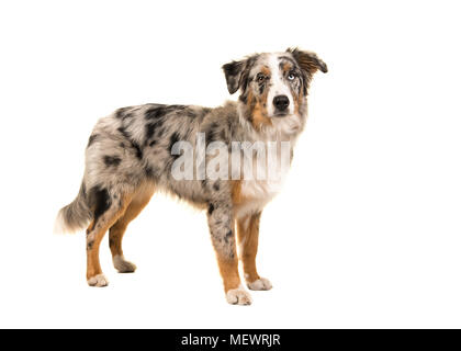 Assez étrange berger australien bleu merle aux yeux bleus chien isolé sur fond blanc Banque D'Images