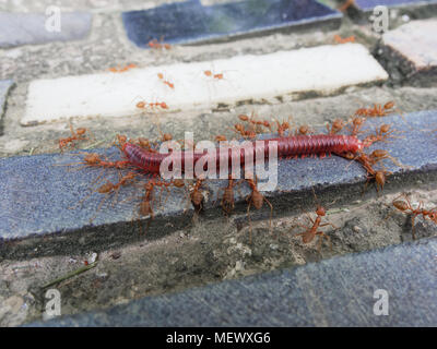 Groupe de fourmis rouges morts mangeant plus de mille-pattes de l'escarpe et carreaux de fond béton show-business concepts de l'équipe, l'organisation, et loi de la nature Banque D'Images