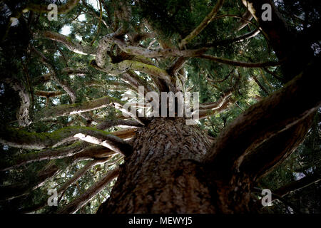 Jardin botanique de l'Université de Cambridge, Cambridge, Cambridgeshire England UK. 22 avril 2018 Sierra Redwood tree. Sequoiadendron giganteum. 22 avril 2018 Banque D'Images