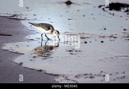 Un seul, le Bécasseau semipalmé Calidris pusilla, un petit filtre, rivage le long du rivage de l'océan piquer son bec dans le sable. Banque D'Images