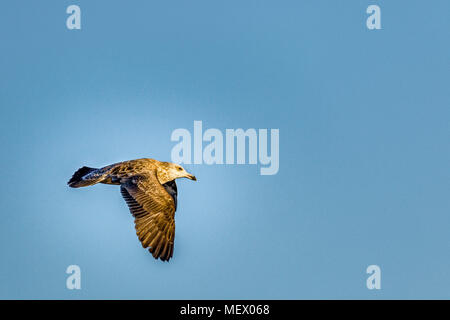 Un seul, immature, Goéland argenté Larus argentatus, volant avec des ailes vers le bas, contre un ciel bleu à Hampton Beach, NH, USA. Banque D'Images