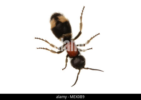 Guêpe parasitoïde (Mutilla europaea) isolé sur fond blanc Banque D'Images