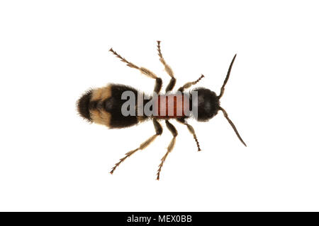 Guêpe parasitoïde (Mutilla europaea) isolé sur fond blanc Banque D'Images