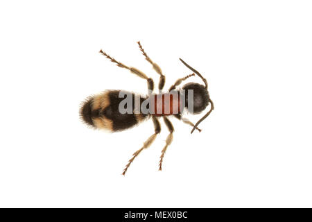 Guêpe parasitoïde (Mutilla europaea) isolé sur fond blanc Banque D'Images