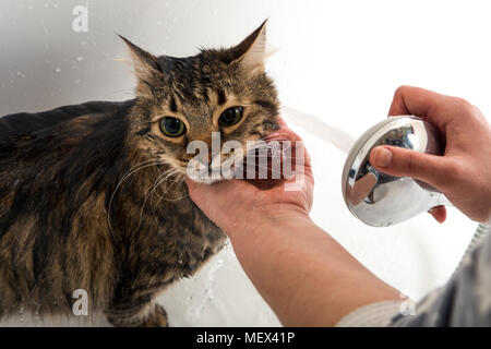 Chat dans l'appareil photo alors que dans le bain sous la douche Banque D'Images