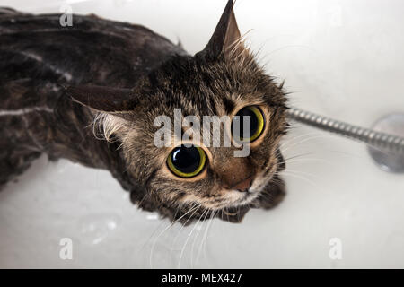 Chat dans l'appareil photo alors que dans le bain sous la douche Banque D'Images