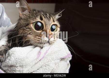 Un chat dans une serviette après le bain regarde avec horreur à l'état humide paw, image de fond Banque D'Images