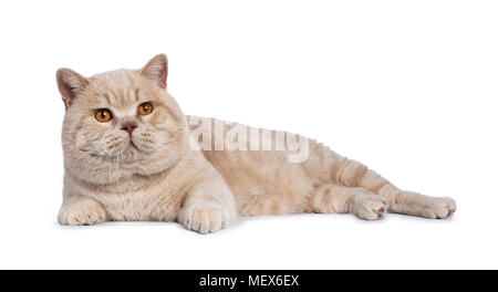 Creme impressionnant British Shorthair mâles adultes chat couché côté isolé sur fond blanc un peu jusqu'à Banque D'Images