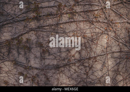 Résumé La texture d'une branche d'arbre courbé sur une pierre, l'arrière-plan Banque D'Images