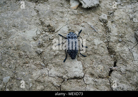 Un grand noir avec des taches blanches se trouve sur le terrain. Banque D'Images