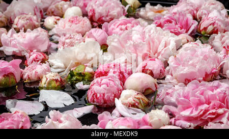 Boutons de pivoines rose avec des gouttes de rosée sur les pétales Banque D'Images