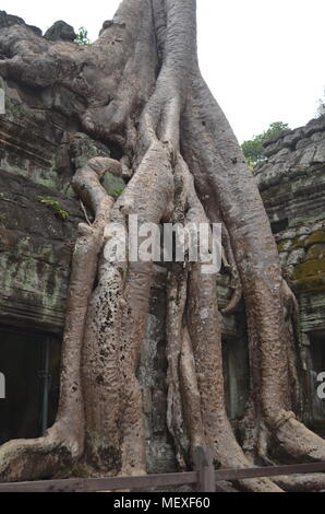 Une énorme racine d'arbre dépasse un mur à Ta Phrom Temple, qui a paru dans le film Tomb Raider avec Angelina Jolie. Banque D'Images