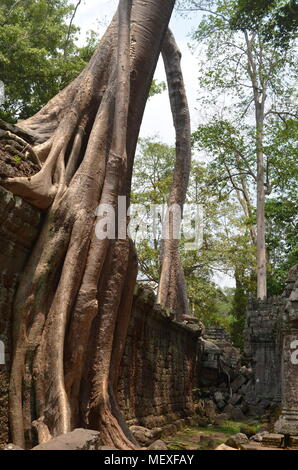 Une énorme racine d'arbre dépasse un mur à Ta Phrom Temple, qui a paru dans le film Tomb Raider avec Angelina Jolie. Banque D'Images