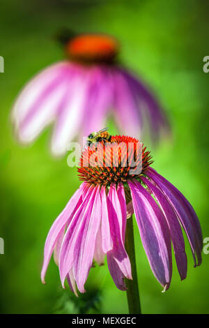 Une seule abeille domestique, Apis, gorgées de nectar de la tête d'une fleur fleur d'échinacée. Banque D'Images