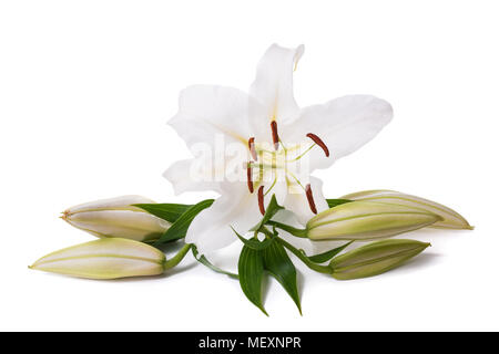 Fleur de lys blanc isolé sur fond blanc Banque D'Images