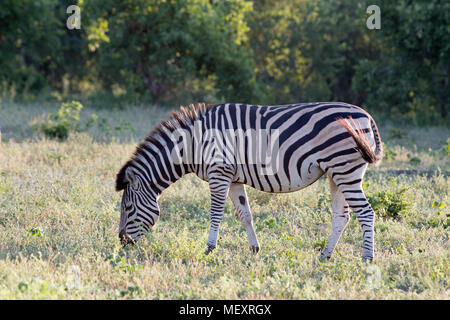 Burchell, communs ou les plaines, le zèbre (Equus quagga burchellii). Le pâturage. Pioneer grazer. Queue en utilisation comme une mouche à l'aide d'un fouet. Banque D'Images