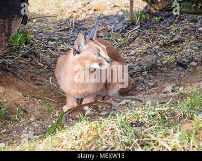 Le caracal est assis sur le sol Banque D'Images