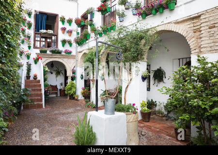 Les couleurs de l'image de fleurs au Festival des patios, Cordoue, Andalousie, Espagne, Europe Banque D'Images